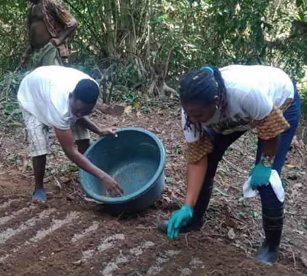 Noni Planting